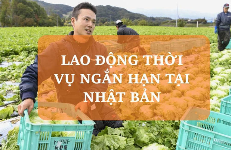 Đơn hàng 1 năm chủ yếu thuộc các ngành nghề thời vụ